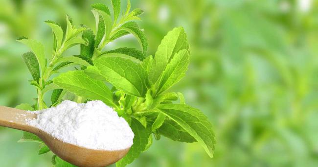 Stevia-Pflanze mit weißem Pulver: Aus den Blättern der Pflanze wird das kalorienfreie Süßungsmittel Steviolglycosid gewonnen
